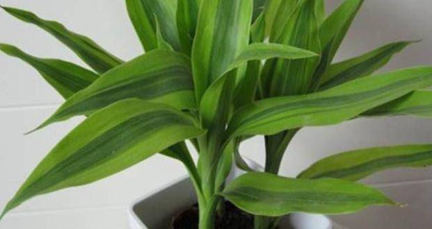 富贵竹养殖方法要点 7c270af3187d49d6a977b4d5d3a65ea0.jpeg