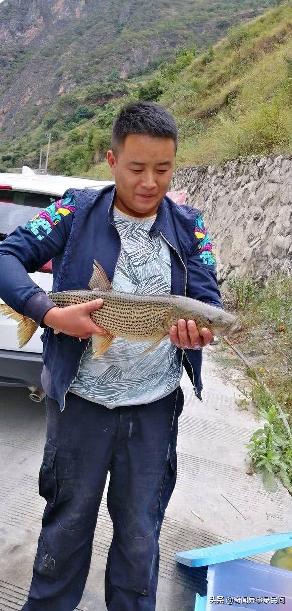 长江鳡鱼多少钱一斤,为什么鳡鱼能灭一湖鱼