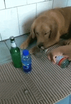 狗狗喝水原来大有讲究