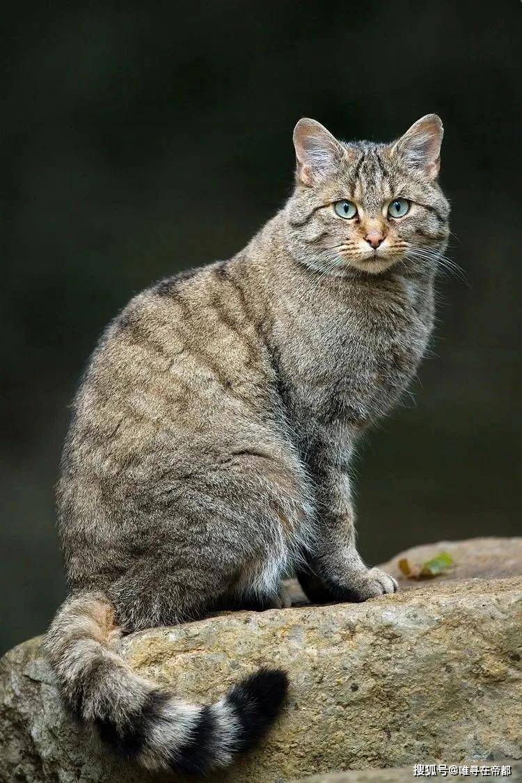 沙漠猫濒临灭绝!| 守护世界物种多样性,本科,硕士阶段