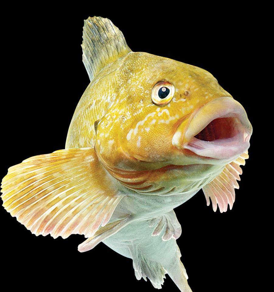 图片头像微信鱼 2dc090ed2e134f878338c676a1698f13.jpeg