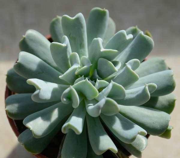 生石花是一种怎样的花 69bf6ccdbc3b439f85483d4524b03bc3.jpeg