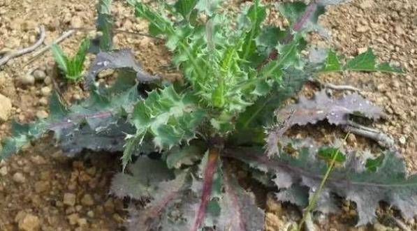 婆婆丁是苦菜吗 3e6afa9fc9394e89b55614c1b8dcc6fe.jpeg