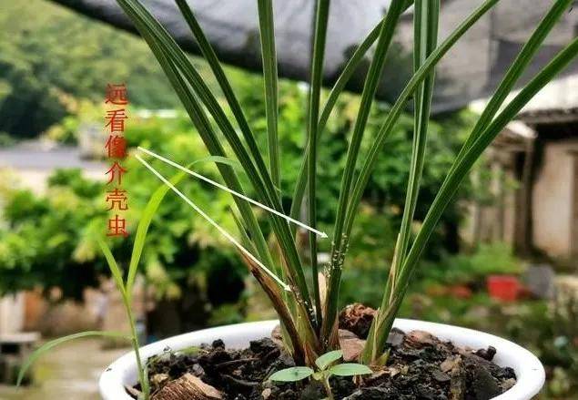 兰花叶片出现这种白点不要当介壳虫否则很快光盆