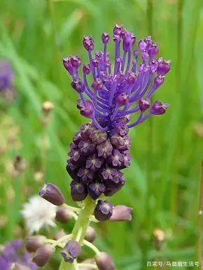 啥叫有机酒 fac9d60b7a6244bfa07d8862d67fcdbf.jpeg