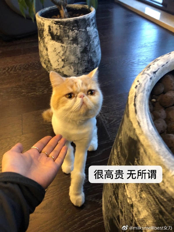 夫人■暗搓搓的小心思太明显杠上了?张大奕疑似再次模仿总裁夫人穿搭