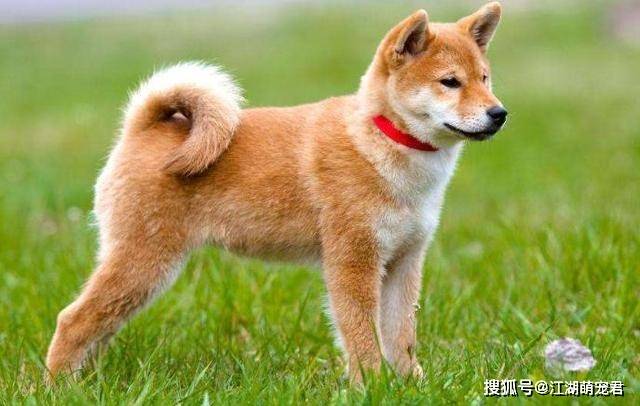 什么品种的狗最忠心 310225be73934ba3899ba9b8774a1cc1.jpeg