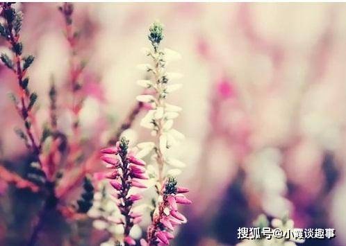 早安心语唯美温暖的句子,送给隔屏相望的你,早上好!