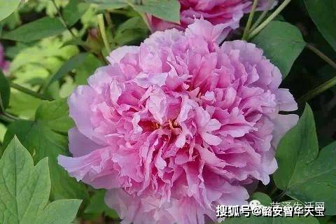 原创真没想到牡丹花品种这么多你见过几种近百种牡丹花品种图