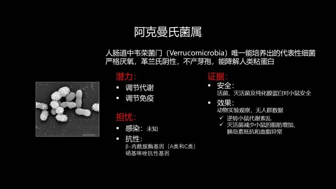 阿克曼氏菌可以说是肠道微生物发展以来的一个明星细菌.