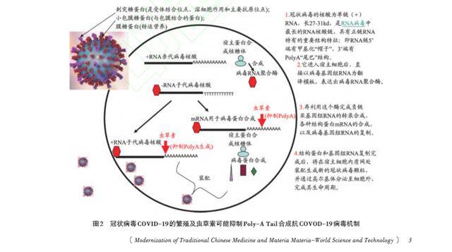 虫草资讯_蛹虫草虫草素与新冠肺炎相关论文发布_病毒