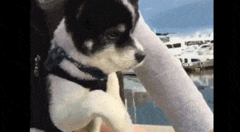 搞笑gif:美女一直躲着我,我只能在楼下偷看她了!