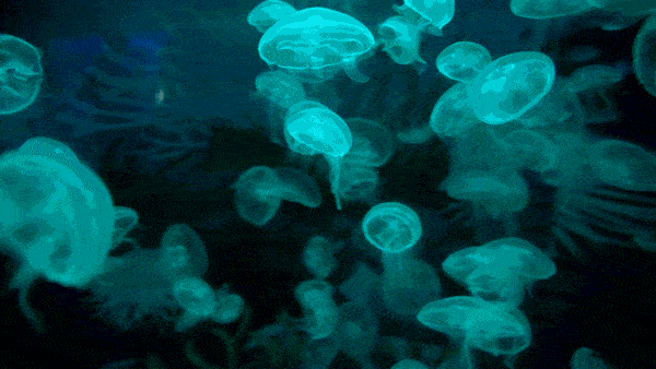 00ca9ebc6987421f96bdb59a80ebfad3.gif