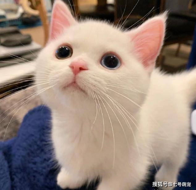 白色小奶猫火遍全网,网友点赞:这是什么神仙颜值,萌晕