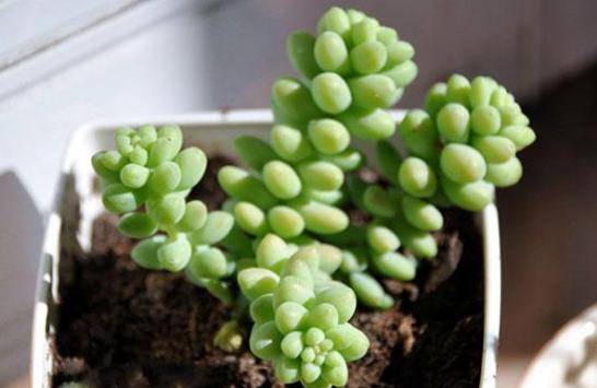 玉缀多肉怎么养好看 95b9d893a7434f40a8f37deba46c3d0f.jpeg