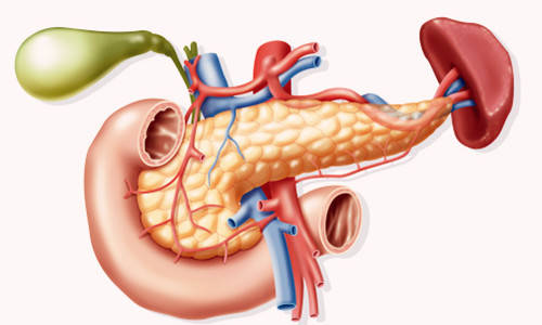 关注胰脏健康,详解关于胰脏的四大问题