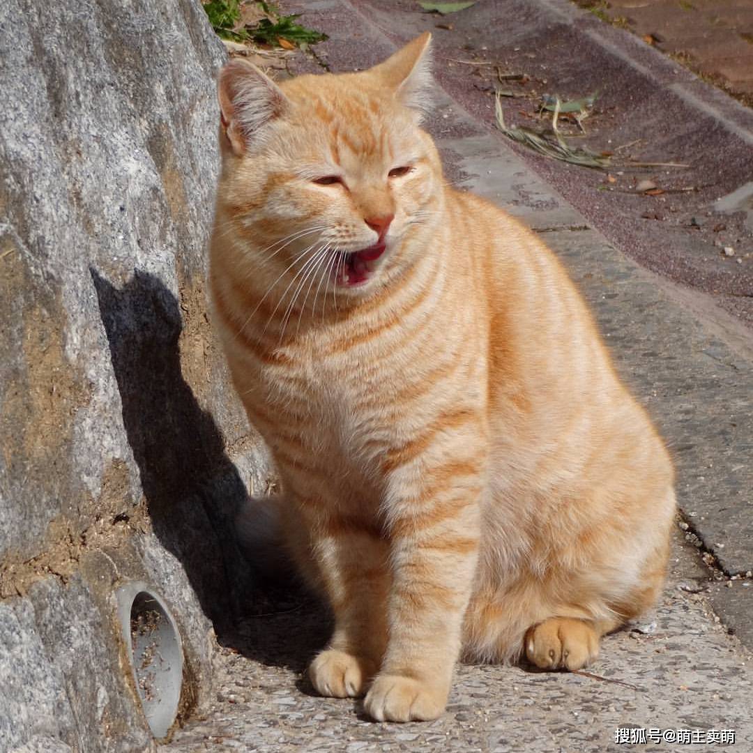 流浪的橘猫,凭实力长胖!