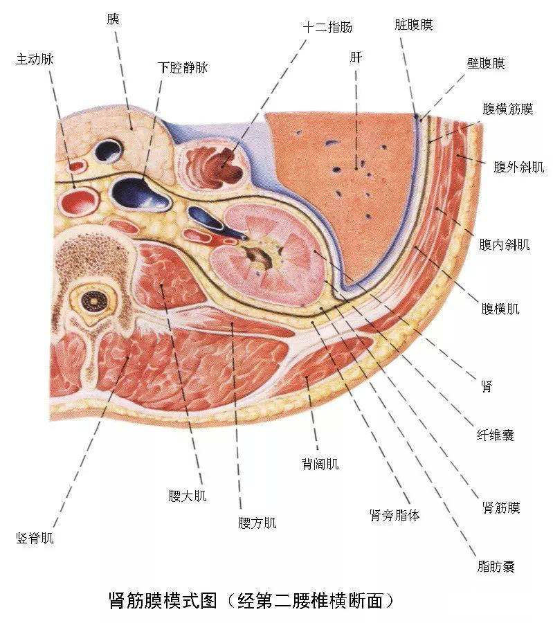 精彩解剖肾脏输尿管膀胱肾上腺前列腺