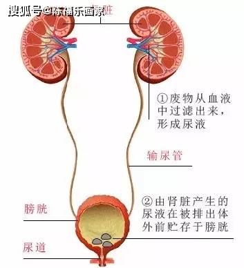 肾绞痛到底是种什么痛?