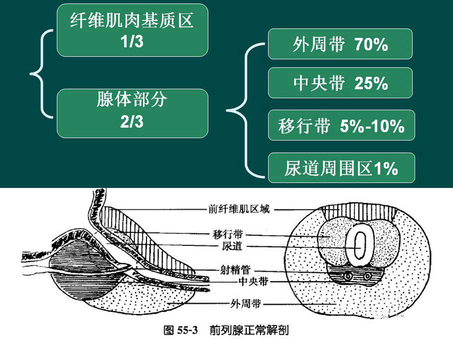 精彩解剖肾脏输尿管膀胱肾上腺前列腺