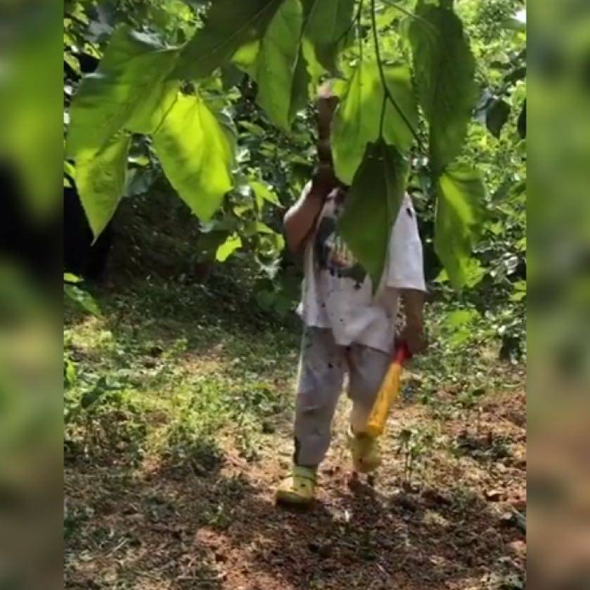 原创萌娃摘桑葚，搞了一张纯天然“桑葚面膜”火了，网友：妈见打系列