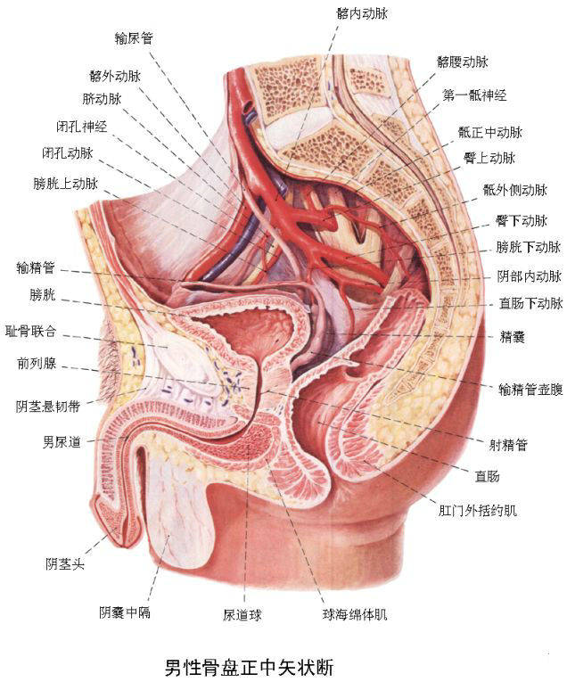 精彩解剖肾脏输尿管膀胱肾上腺前列腺