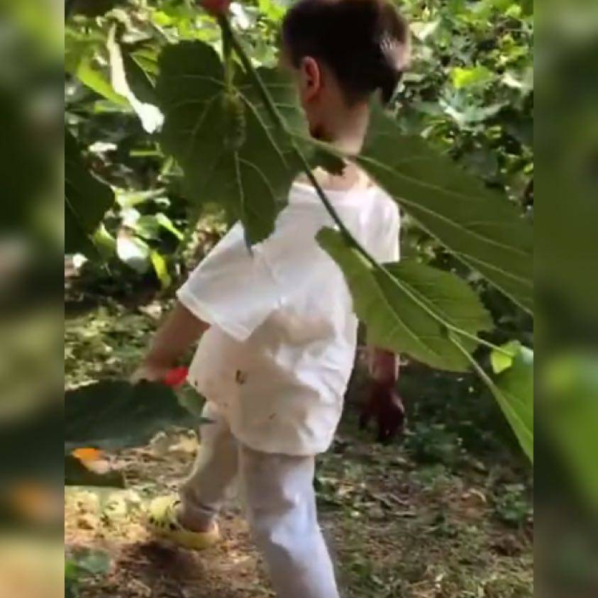 原创萌娃摘桑葚，搞了一张纯天然“桑葚面膜”火了，网友：妈见打系列