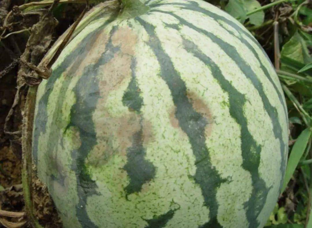 西瓜怎么种植方法图解 06b28be0c6834c7ea95de9264cb6b6d6.jpeg