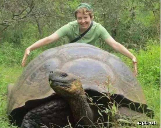 乌龟怎么看它 快生了 3f8dae2f125c44ad8fac53aa22de0647.jpeg