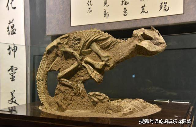 什么食物可以化石 6addb45007744b899fd79286da9f1f0a.jpeg