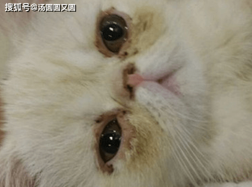 【个人养宠经验分享】小猫眼睛分泌物褐色,橘猫眼睛里