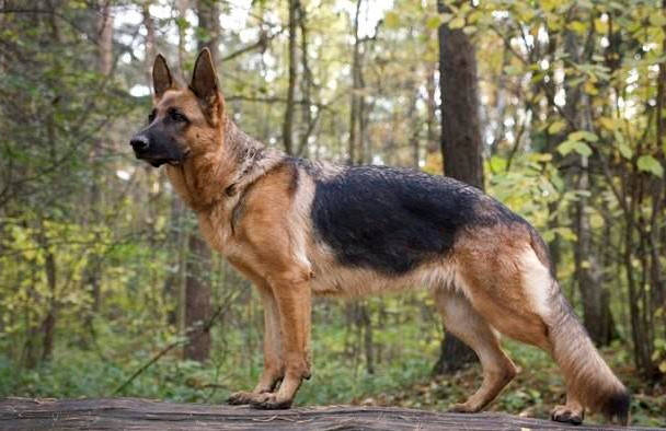 据akc称,另一种经常被发现作为守卫或战犬的品种,杜宾犬是"高度可
