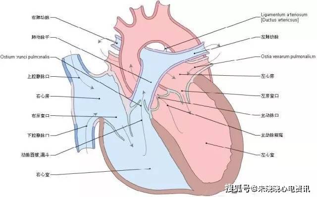 明明白白我的心心脏解剖图