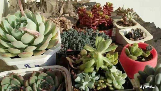 多肉怎么养叶片才多 adc3b6539d944cffa03bb671495c3bee.jpeg