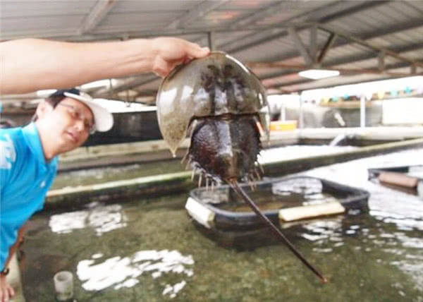 原创地球唯一血液蓝色的生物鲎鱼活了4亿多年如今生存现状如何