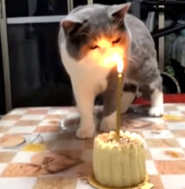 主人给猫咪过生日,傻猫竟用鼻子去闻蜡烛,下一幕惹火上身_手机搜狐网