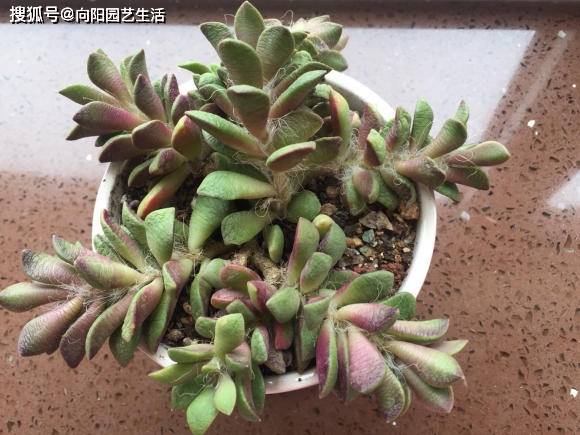 多肉怎么快速养大又不徒长 3656d1ce4a25480697d07a8c17127c51.jpeg