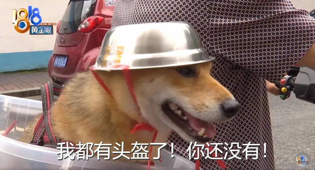 为了响应一盔一带政策，大爷用“饭盆”给狗子做了个头盔