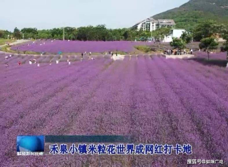 蚌埠:禾泉小镇米粒花世界成网红打卡地
