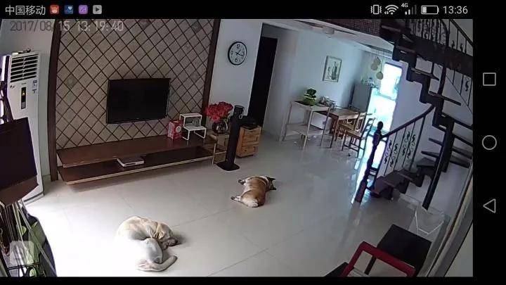 狗狗独自在家都干了些什么？