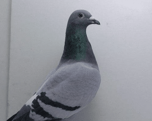 c8ac1cb56f164af18a38cc1f64371a3b.png