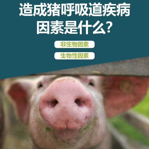 造成猪呼吸道疾病的因素是什么?_病毒