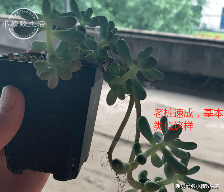 简单2步，快速养成多肉“真老桩”，别再被“伪老桩”误导了_搜狐网