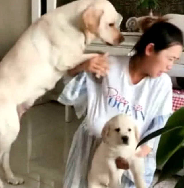 原创小狗犯事被惩罚,狗妈看见主人在训斥,护子心切竟做出这举动