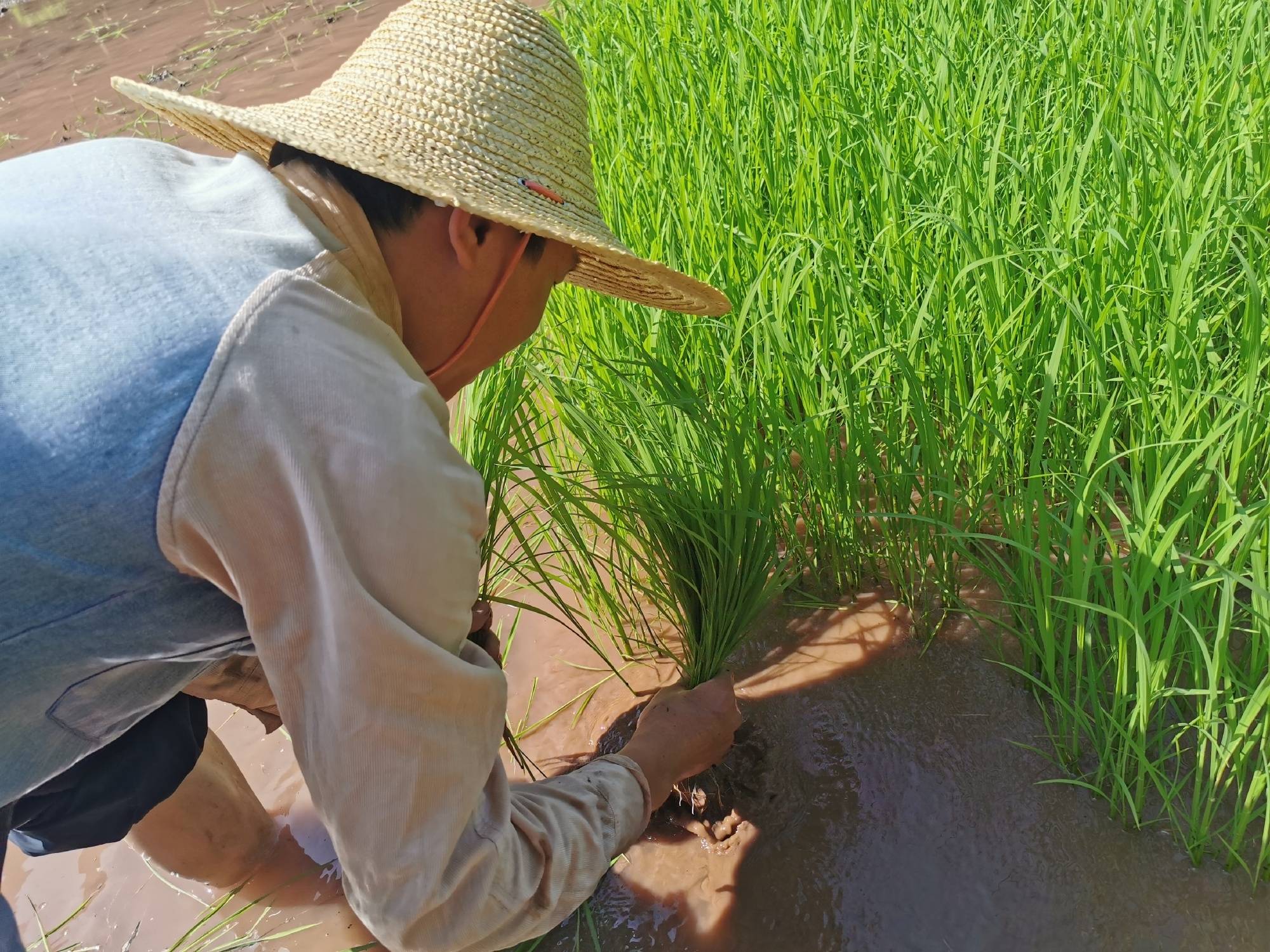 仙境邀你来插秧:《向往的生活》里体验不到农家生活,这里都有