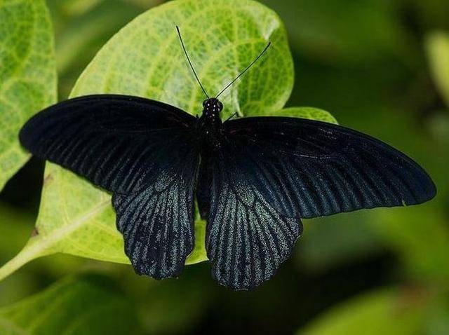 黑色蝴蝶通常被认为是死亡的象征