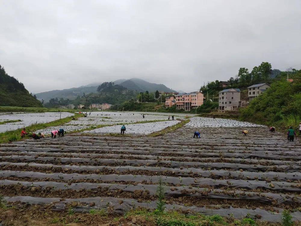 贵州岑巩县亚林村:300亩辣椒产业持续壮大村级集体经济_平庄镇