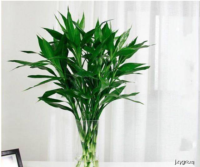 富贵竹叶子发黄怎么救偏方 ed8edb751e5f483a90c6c59c6057b682.jpeg