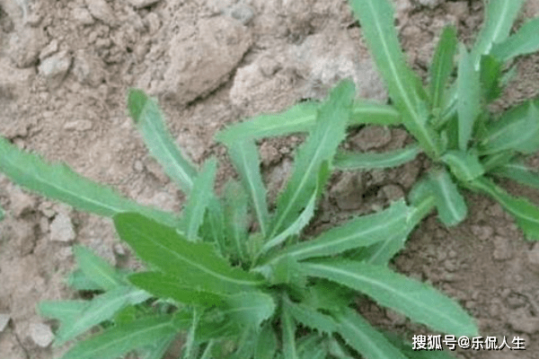 被埋没的农村野菜,很多人嫌苦不愿吃,其实是消炎抗癌的良药!