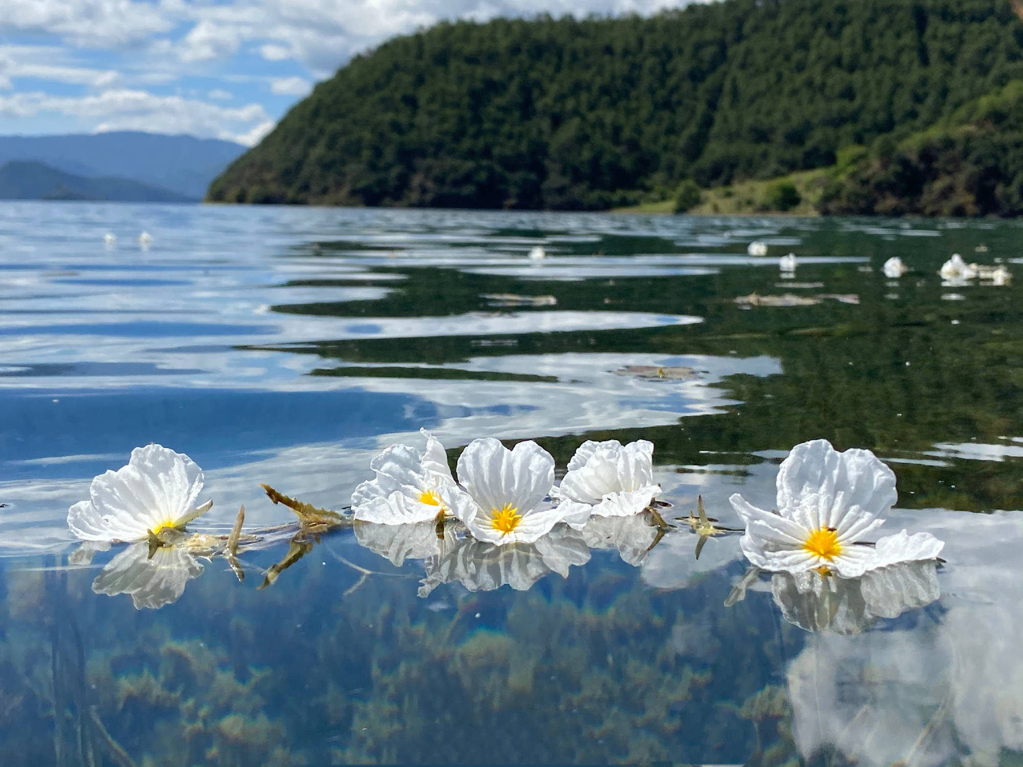 原创洱海又见海菜花,凌波而舞,美出画面,网友:之前去的都是假洱海